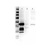 MEK1 N-Term Antibody