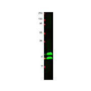Anti-Bovine Interferon Gamma (RABBIT) Antibody
