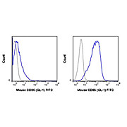 Anti-CD86 (RAT)  Conjugated Monoclonal Antibody