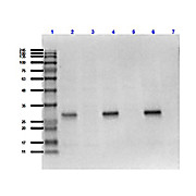 Anti-mCherry (RABBIT) Antibody Min X Hu Ms and Rt Serum Proteins