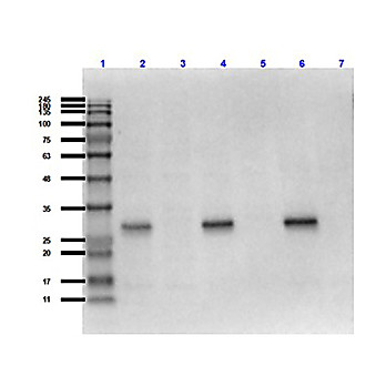 Anti-mCherry (RABBIT) Antibody Min X Hu Ms and Rt Serum Proteins
