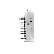 Anti-EZH1 (RABBIT) Antibody