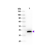 Anti-MALATE DEHYDROGENASE (Pig Heart) (SHEEP) Antibody