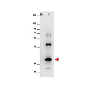 Anti-Human IL-32A (RABBIT) Antibody
