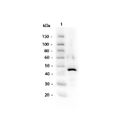Anti-ALCOHOL DEHYDROGENASE (Yeast) (RABBIT) Antibody