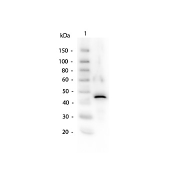 Anti-ALCOHOL DEHYDROGENASE (Yeast) (RABBIT) Antibody