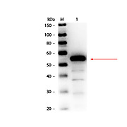 Anti-ESTERASE (RABBIT) Antibody Biotin Conjugated