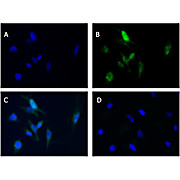 Anti-Beclin-1 (RABBIT) Antibody