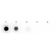 Anti-BETA AMYLASE (RABBIT) Antibody Biotin Conjugated