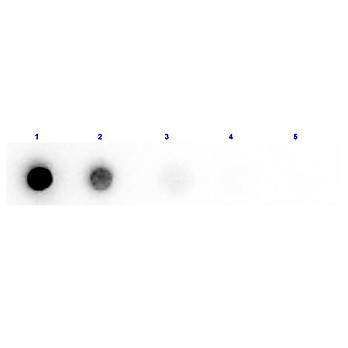 Anti-BETA AMYLASE (RABBIT) Antibody Biotin Conjugated
