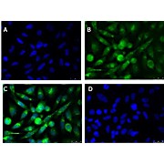 Anti-xCT (RABBIT) Antibody