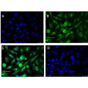 Anti-xCT (RABBIT) Antibody