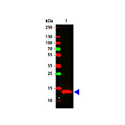 Anti-Human IL-22 (RABBIT) Antibody