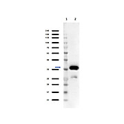 Anti-MALATE DEHYDROGENASE (Pig Heart) (SHEEP) Antibody Peroxidase Conjugated