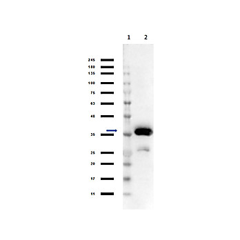 Anti-MALATE DEHYDROGENASE (Pig Heart) (SHEEP) Antibody Peroxidase Conjugated