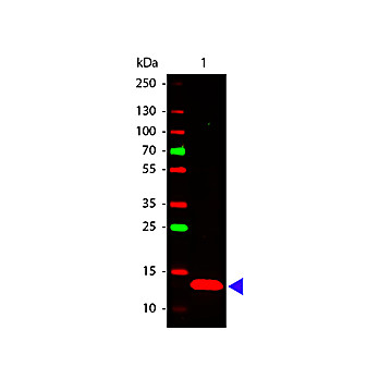 Anti-TSLP (RABBIT) Antibody