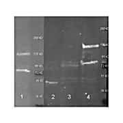 Anti-ADENOSINE DEAMINASE (Calf Spleen) (RABBIT) Antibody Biotin Conjugated