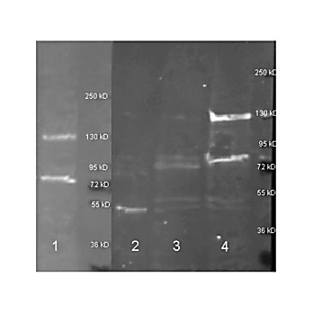 Anti-ADENOSINE DEAMINASE (Calf Spleen) (RABBIT) Antibody Biotin Conjugated