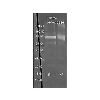 Anti-LACTOPEROXIDASE (Bovine Milk) (SHEEP) Antibody Biotin