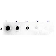 Anti-BOVINE SERUM (RABBIT) Antibody Peroxidase Conjugated