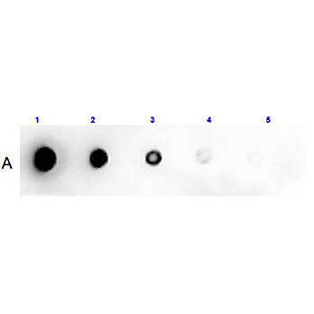 Anti-BOVINE SERUM (RABBIT) Antibody Peroxidase Conjugated