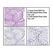 Anti-Scp3 (RABBIT) Antibody