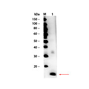 Anti-SUPEROXIDE DISMUTASE (RABBIT) Antibody Peroxidase Conjugated