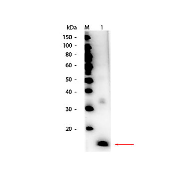Anti-SUPEROXIDE DISMUTASE (RABBIT) Antibody Peroxidase Conjugated