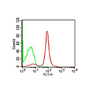 Anti-CD19 (RAT) Monoclonal Antibody Fluorescein Conjugated
