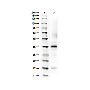 Anti-ARGINASE (RABBIT) Antibody