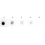 Anti-TRYPSIN INHIBITOR (RABBIT) Antibody Peroxidase Conjugated