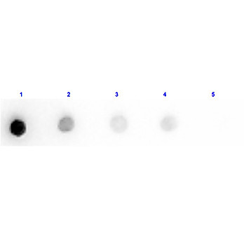 Anti-TRYPSIN INHIBITOR (RABBIT) Antibody Peroxidase Conjugated