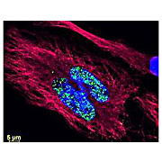 Anti-RAT IgG (H&L) (GOAT) Antibody DyLight™