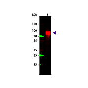 Anti-GLUCOSE OXIDASE (RABBIT) Antibody