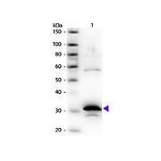 Anti-CARBOXYPEPTIDASE A (RABBIT) Antibody