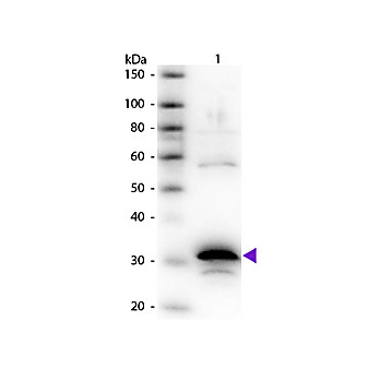 Anti-CARBOXYPEPTIDASE A (RABBIT) Antibody