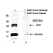 Anti-NAG-1 (C-terminal specific) (RABBIT) Antibody