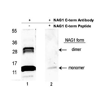 Anti-NAG-1 (C-terminal specific) (RABBIT) Antibody