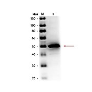 Anti-ALKALINE PHOSPHATASE (E.coli) (RABBIT) Antibody Peroxidase Conjugated