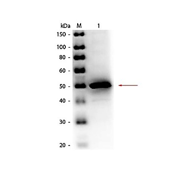 Anti-ALKALINE PHOSPHATASE (E.coli) (RABBIT) Antibody Peroxidase Conjugated