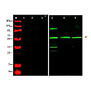 Anti-PTEN-P1 (RABBIT) Antibody