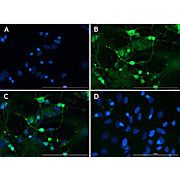 Anti-Doublecortin (GOAT) Antibody