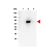 Rat Anti-AKT2 [16G11] Antibody