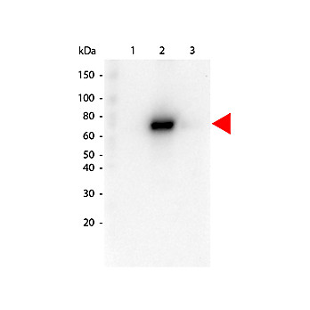 Rat Anti-AKT2 [16G11] Antibody