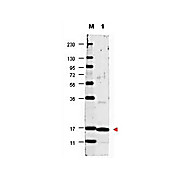 Anti-Human IL-17A (RABBIT) Antibody