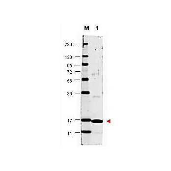 Anti-Human IL-17A (RABBIT) Antibody