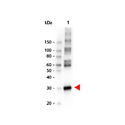 Anti-L-ASPARAGINASE (RABBIT) Antibody Peroxidase Conjugated