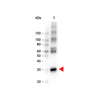 Anti-L-ASPARAGINASE (RABBIT) Antibody Peroxidase Conjugated