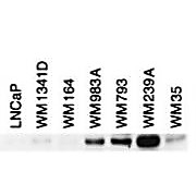 BIN1 Antibody 12A exon