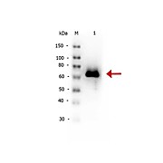 Anti-GLUCOSE OXIDASE (RABBIT) Antibody Biotin Conjugated